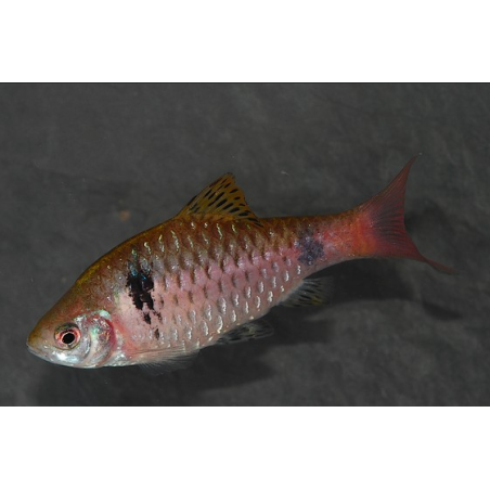 Puntius (Barbus) ticto ticto (odesa) 4-4,5 cm