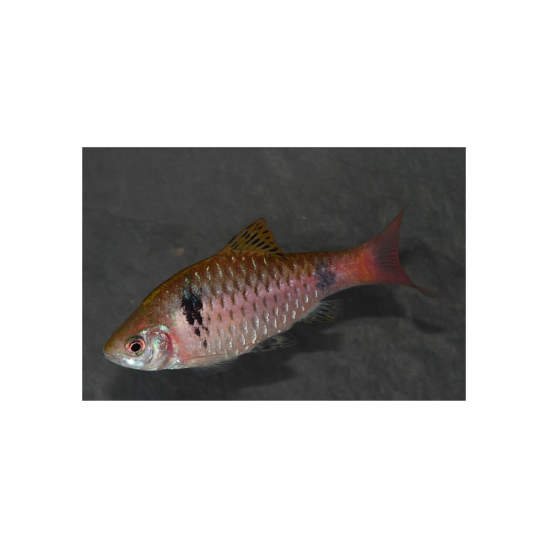 Puntius (Barbus) ticto ticto (odesa) 3,5 cm
