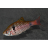 Puntius (Barbus) ticto ticto (odesa) 3 cm