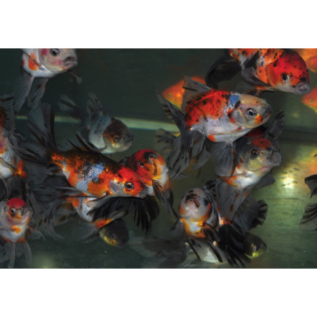 Carassius auratus voile (Oranda Calico grade A) 9-11,5 cm
