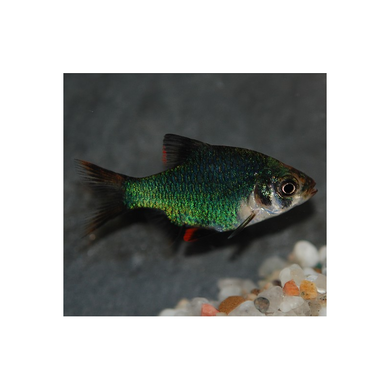 Puntius (Barbus) tetrazona vert 3,5 cm Puntius (Barbus) tetrazona vert 3,5 cm