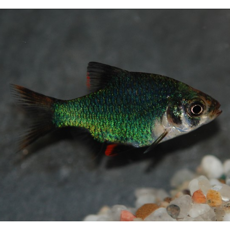 Puntius (Barbus) tetrazona vert 3,5 cm