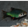 Puntius (Barbus) tetrazona vert 3,5 cm