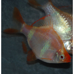 Puntius (Barbus) tetrazona albinos 4-4,5 cm