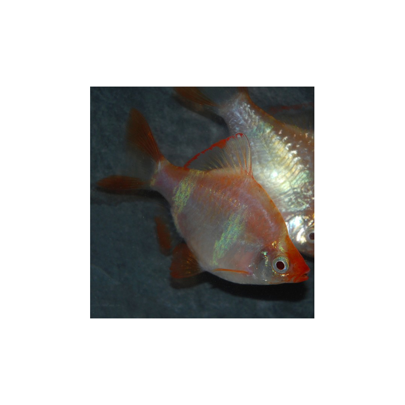 Puntius (Barbus) tetrazona albinos 4-4,5 cm Puntius (Barbus) tetrazona albinos 4-4,5 cm