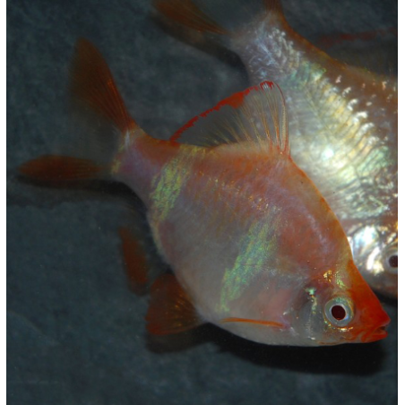 Puntius (Barbus) tetrazona albinos 3,5 cm