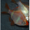 Puntius (Barbus) tetrazona albinos 3 cm