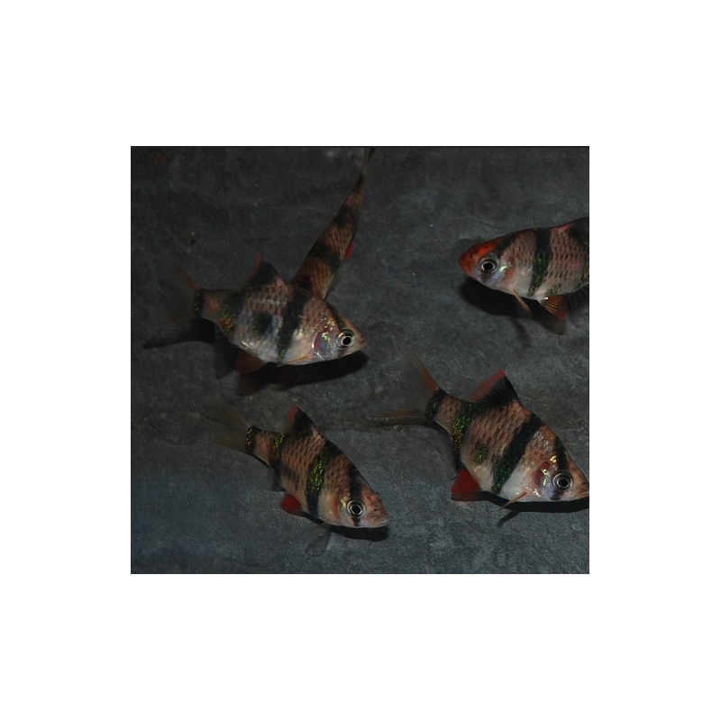 Puntius (Barbus) tetrazona 3,5 cm Puntius (Barbus) tetrazona 3,5 cm