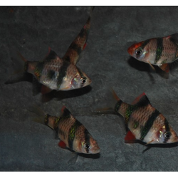 Puntius (Barbus) tetrazona 2,5 cm