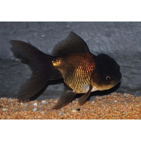 Carassius auratus oranda (Tête de lion chocolat) 5-5,5 cm