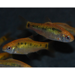 Puntius (Barbus) sachsii - schuberti 3,5 cm