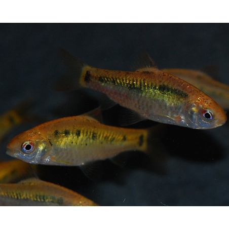 Puntius (Barbus) sachsii - schuberti 3,5 cm