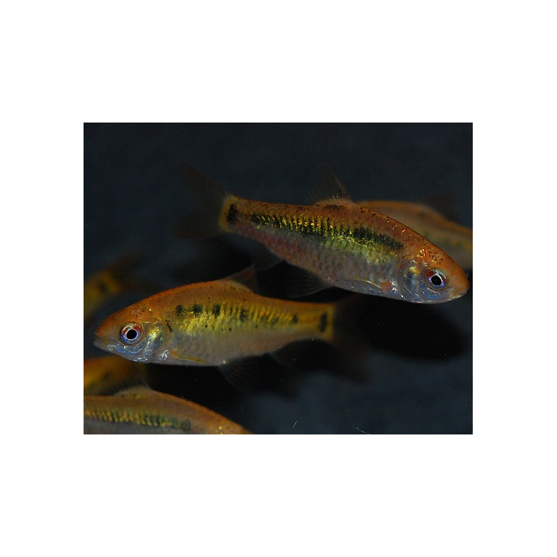 Puntius (Barbus) sachsii - schuberti 3 cm