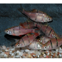 Puntius (Barbus) pentazona 3 cm