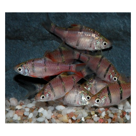 Puntius (Barbus) pentazona 2 cm