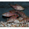 Puntius (Barbus) pentazona 2 cm
