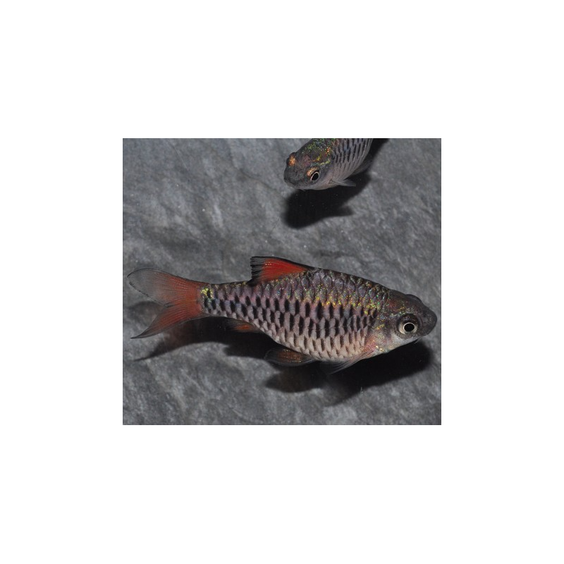 Puntius (Barbus) oligolepis 3 cm