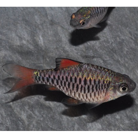 Puntius (Barbus) oligolepis 3 cm