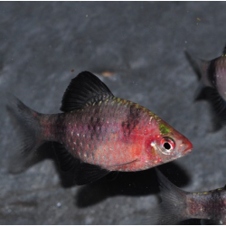 Puntius (Barbus) nigrofasciatus 3,5 cm