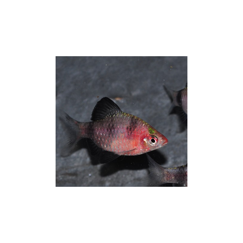 Puntius (Barbus) nigrofasciatus 3,5 cm