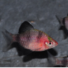 Puntius (Barbus) nigrofasciatus 3,5 cm