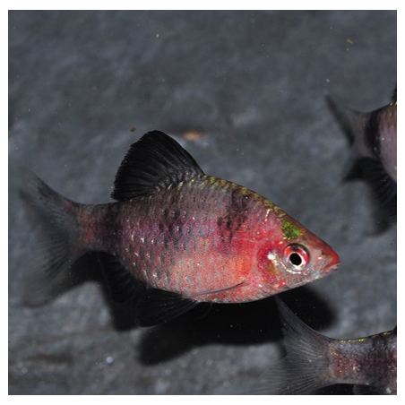 Puntius (Barbus) nigrofasciatus 3 cm