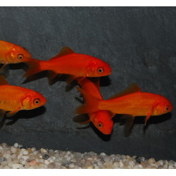 Carassius auratus (Poisson rouge) 7-9 cm