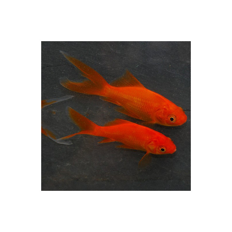Carassius auratus (Poisson rouge comète) 9-12 cm