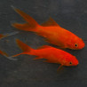 Carassius auratus (Poisson rouge comète) 12-15 cm