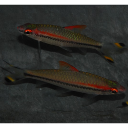Sahyadria ( Puntius) denisonii 7-8,5 cm
