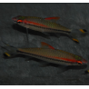 Sahyadria ( Puntius) denisonii 7-8,5 cm