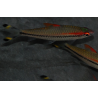 Sahyadria ( Puntius) denisonii 7-8,5 cm
