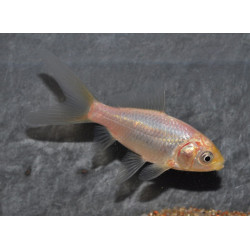 Carassius auratus (Comète Blanche) 4-4,5 cm