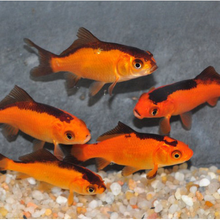 Carassius auratus (Poissons rouges et noirs) 4-4,5 cm