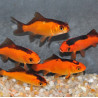 Carassius auratus (Poissons rouges et noirs) 4-4,5 cm