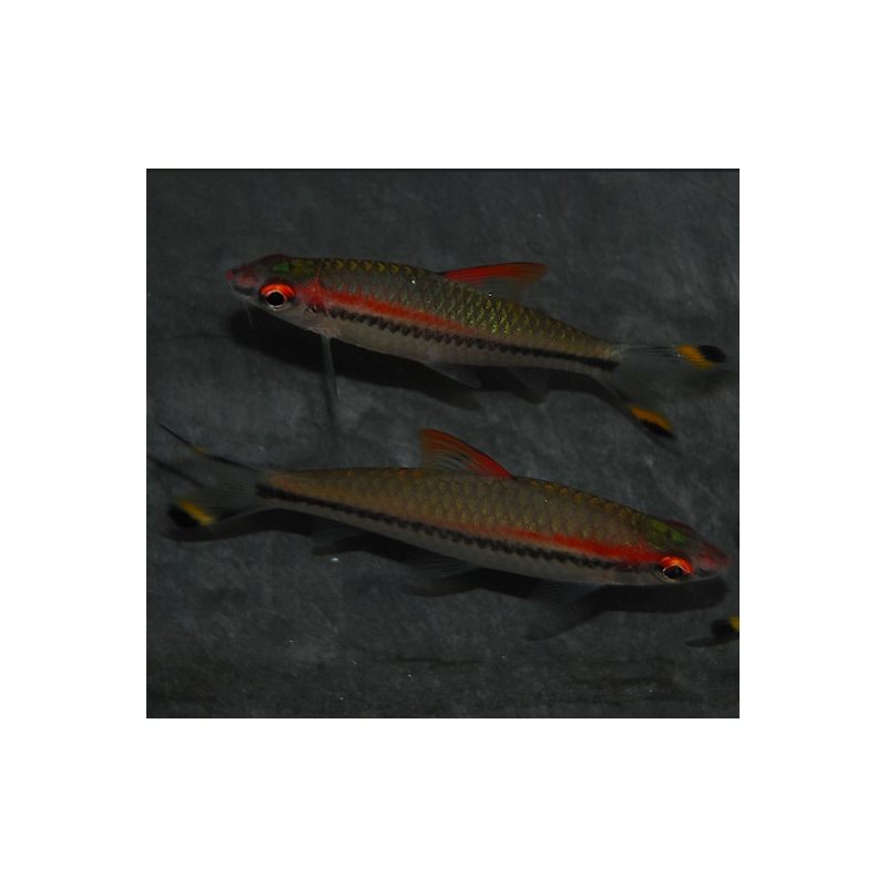 Sahyadria (Barbus) denisoni 6-6,5 cm Sahyadria (Barbus) denisoni 6-6,5 cm