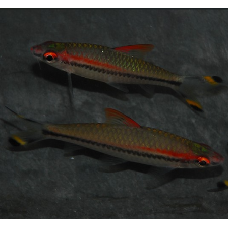 Sahyadria (Barbus) denisoni 5-5,5 cm