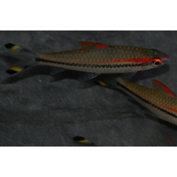 Sahyadria (Barbus) denisoni 5-5,5 cm