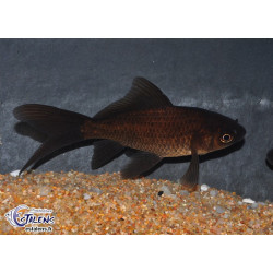 Carassius auratus (Comète noire) 5-7 cm