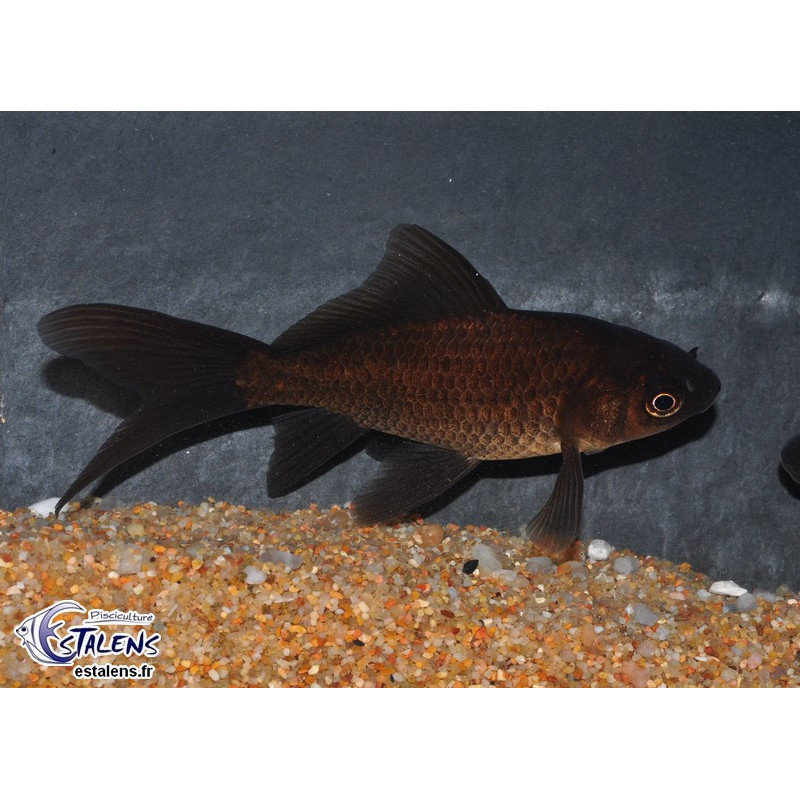Carassius auratus (Comète noire) 5-7 cm Carassius auratus (Comète noire) 5-7 cm
