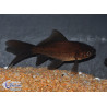 Carassius auratus (Comète noire) 5-7 cm