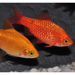 Pethia (Barbus) conchonius doré 3,5 cm