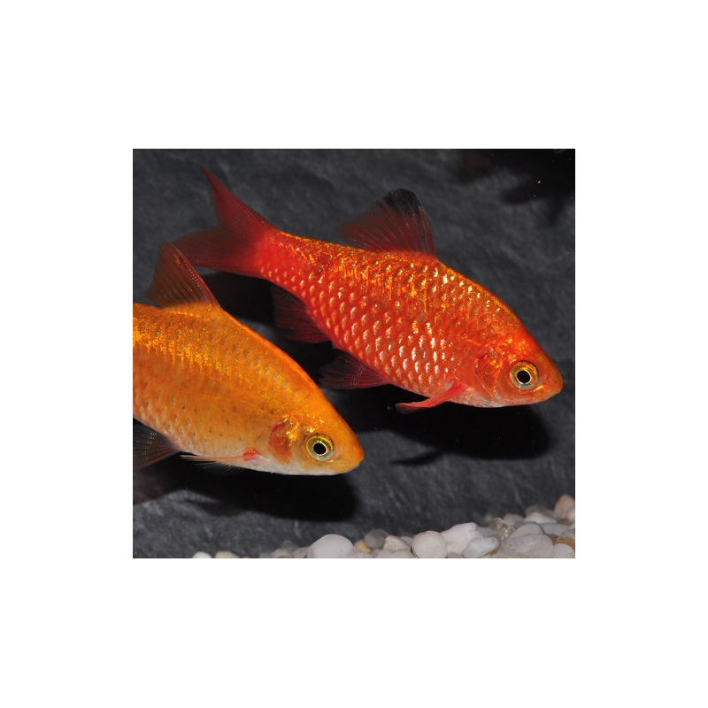 Pethia (Barbus) conchonius doré 3,5 cm