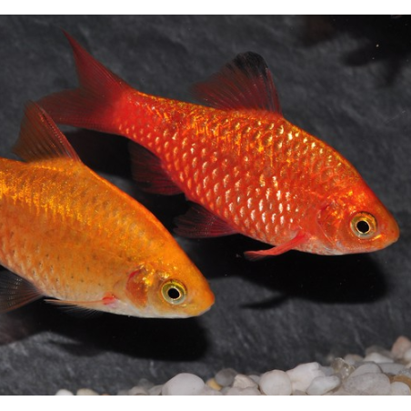 Pethia (Barbus) conchonius doré 3,5 cm