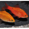 Pethia (Barbus) conchonius doré 3,5 cm