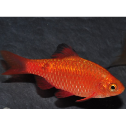 Pethia (Barbus) conchonius doré 3,5 cm