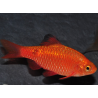 Pethia (Barbus) conchonius doré 3,5 cm