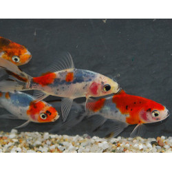 Carassius auratus (Shubunkin sélection) 4-4,5 cm à seulement 3,24 €