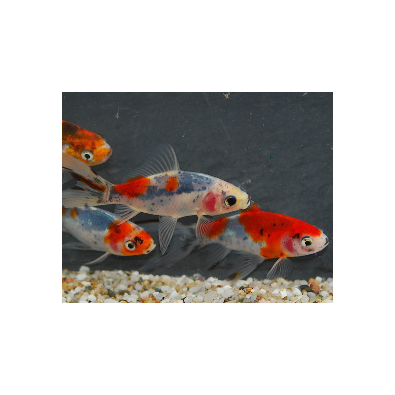 Carassius auratus (Shubunkin sélection) 4-4,5 cm