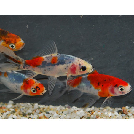 Carassius auratus (Shubunkin sélection) 4-4,5 cm